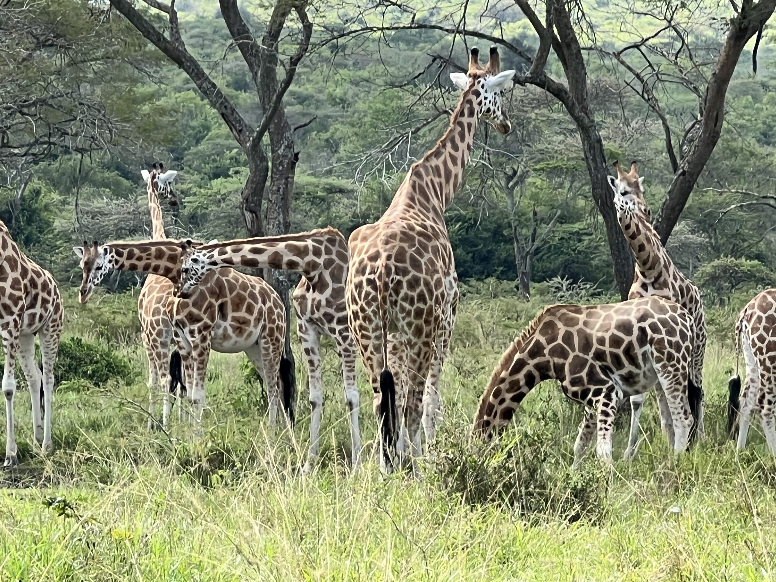 12 Days Tracking Gorillas and Chimpanzee Tour