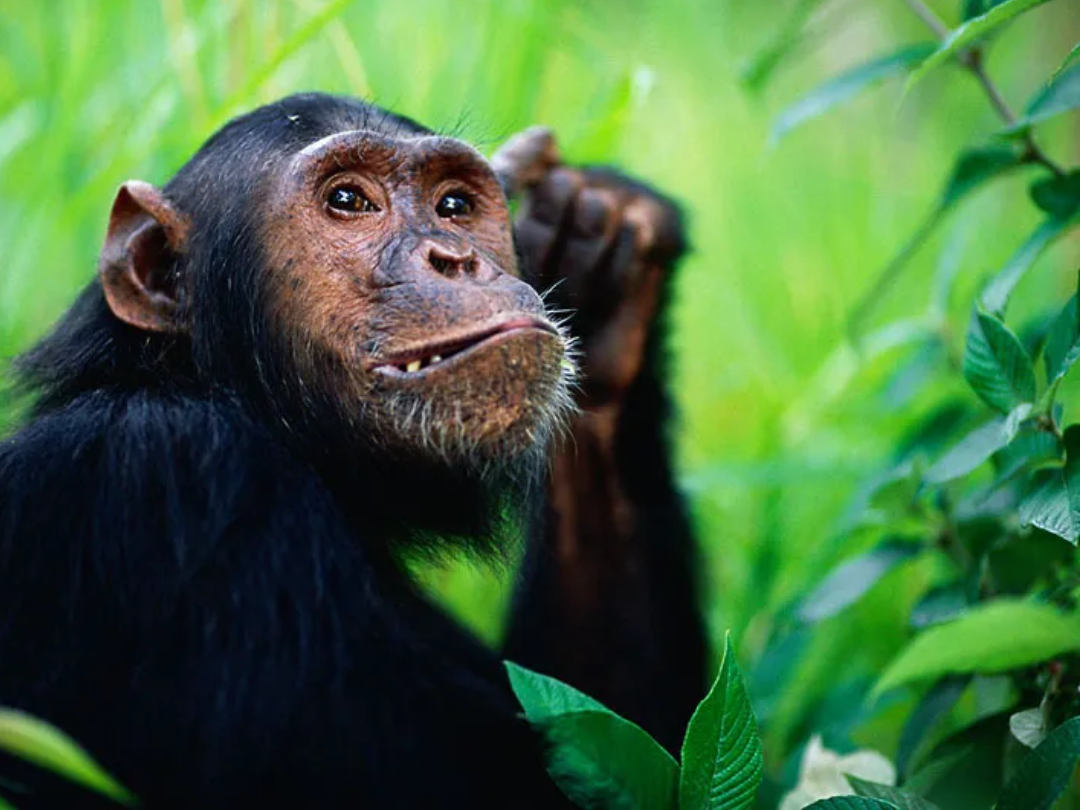 12 Days Tracking Gorillas and Chimpanzee Tour