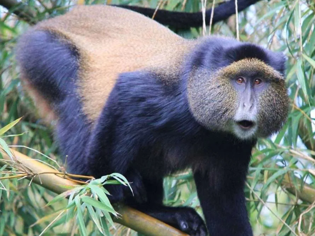 3 Days Gorilla tracking in Uganda and Golden Monkeys in Rwanda