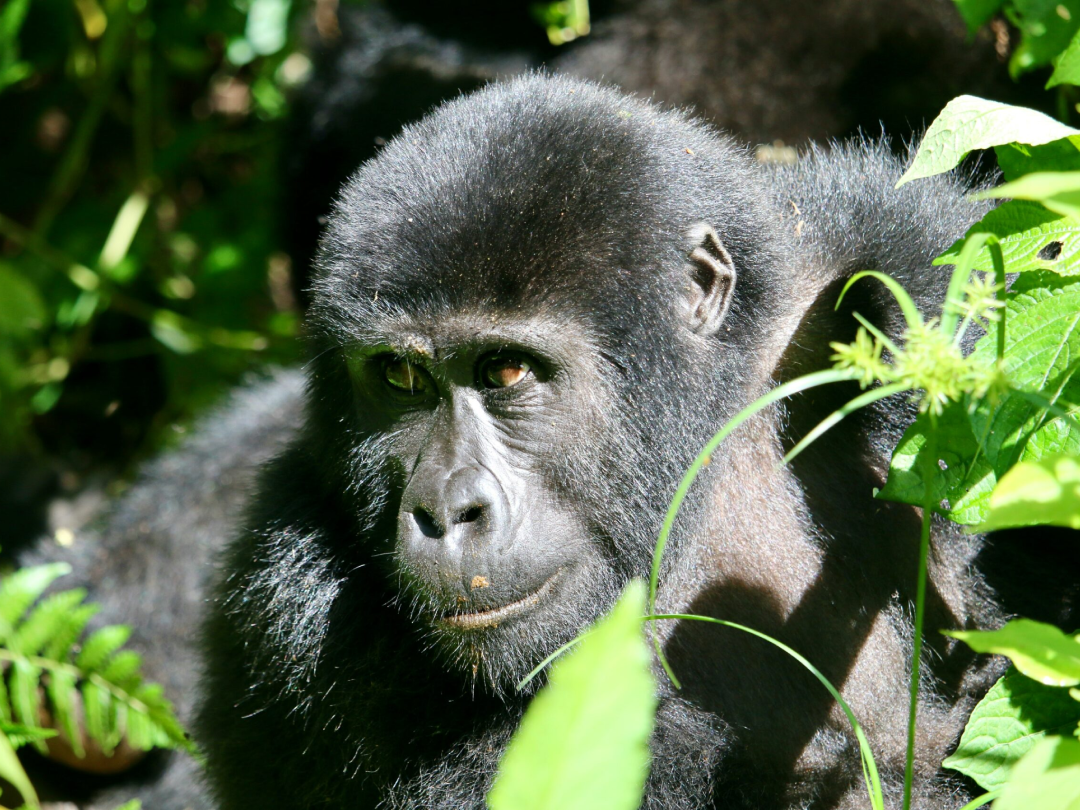 2 day gorilla trek Uganda from Kigali