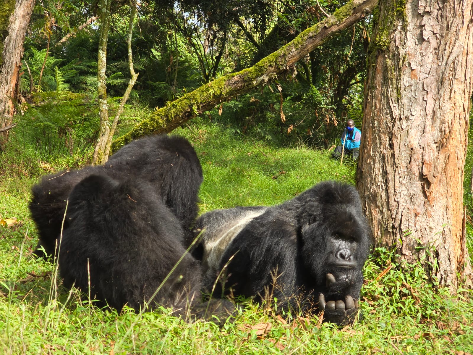2 day gorilla trek Uganda from Kigali