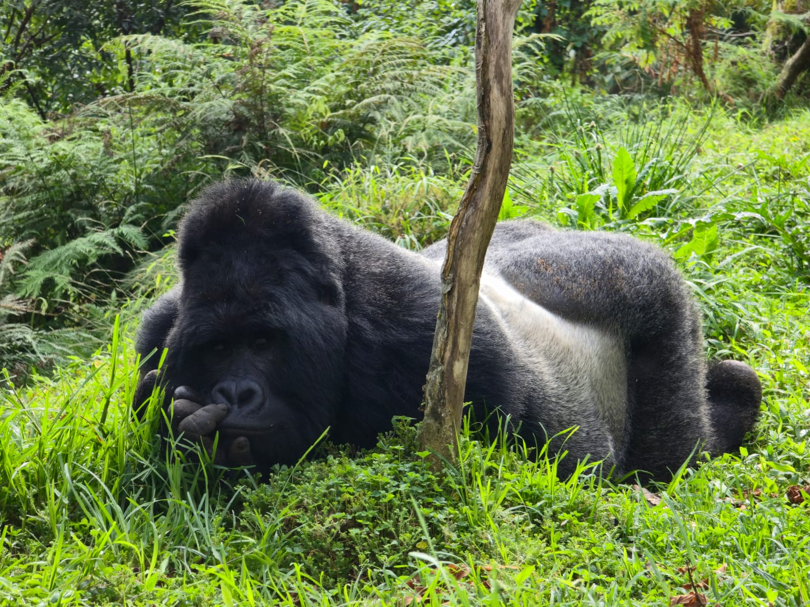 3 Days Gorilla tracking in Uganda and Golden Monkeys in Rwanda